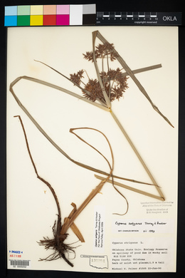Cyperus setigerus image