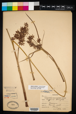 Cyperus setigerus image