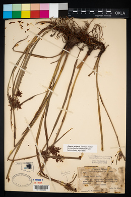 Cyperus setigerus image