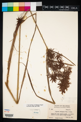 Cyperus setigerus image