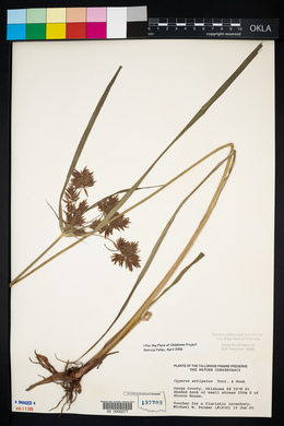 Cyperus setigerus image