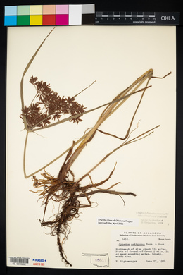 Cyperus setigerus image