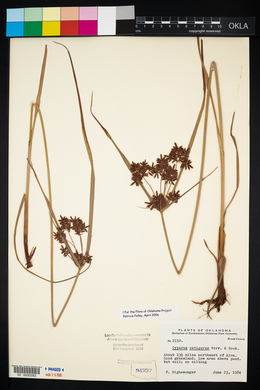 Cyperus setigerus image