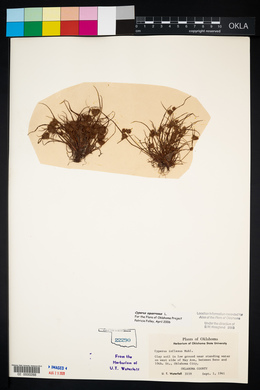 Cyperus squarrosus image