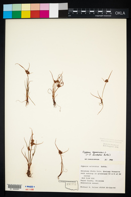 Cyperus squarrosus image