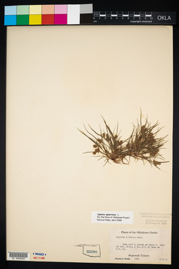 Cyperus squarrosus image