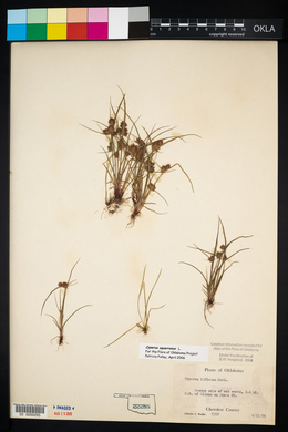 Cyperus squarrosus image