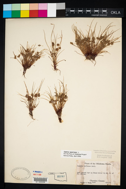 Cyperus squarrosus image