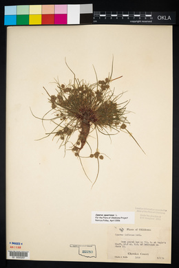 Cyperus squarrosus image