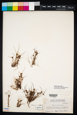 Cyperus squarrosus image