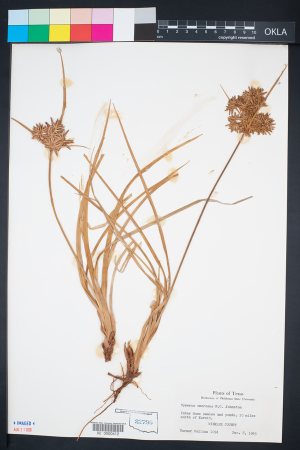 Cyperus onerosus image