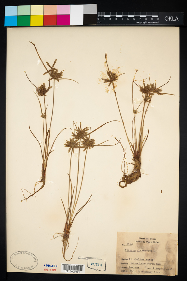 Cyperus flavescens image