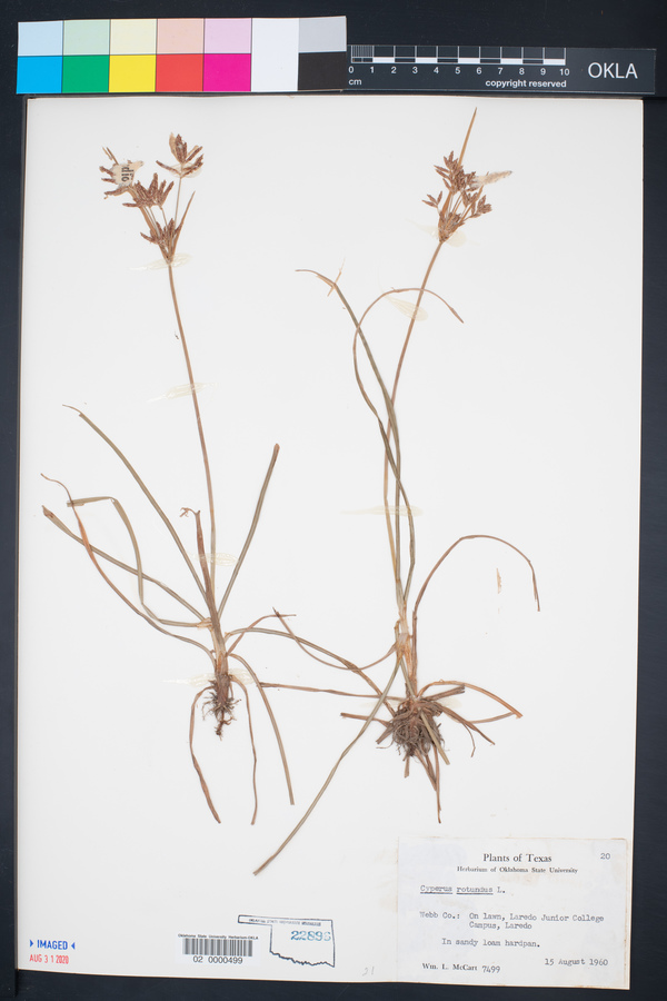 Cyperus rotundus image