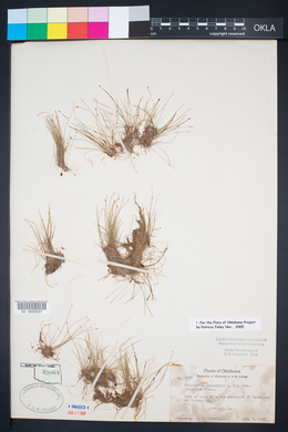 Eleocharis acicularis var. acicularis image