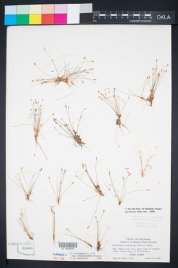 Eleocharis radicans image