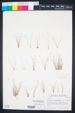 Eleocharis atropurpurea image