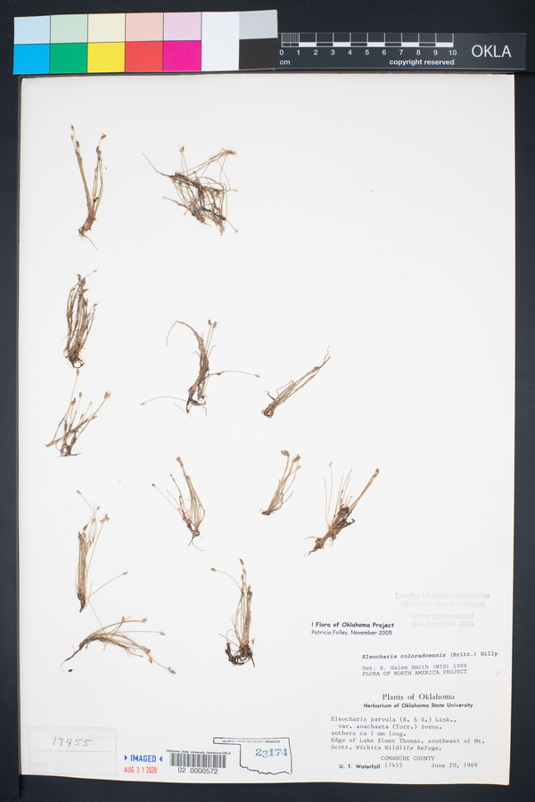 Eleocharis coloradoensis image