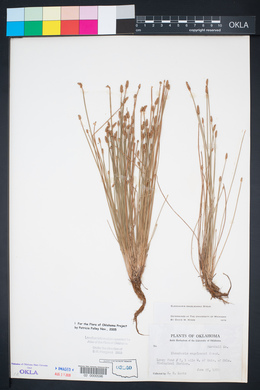 Eleocharis engelmannii image