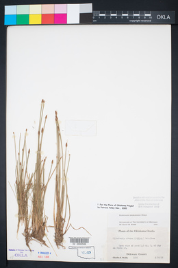 Eleocharis engelmannii image