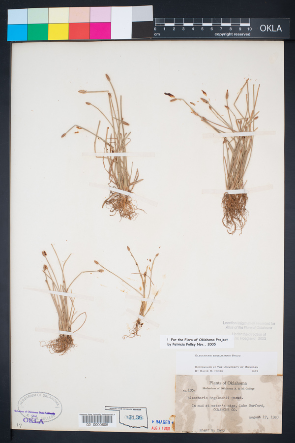 Eleocharis engelmannii image