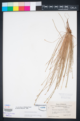 Eleocharis engelmannii image