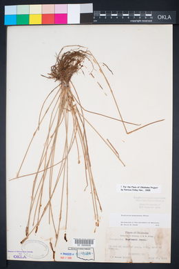 Eleocharis engelmannii image