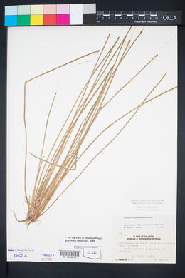 Eleocharis engelmannii image