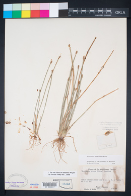 Eleocharis engelmannii image