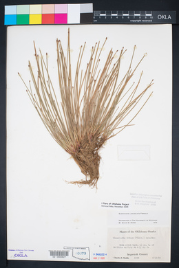 Eleocharis lanceolata image