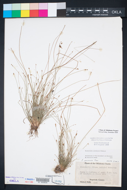 Eleocharis lanceolata image