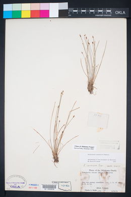 Eleocharis lanceolata image