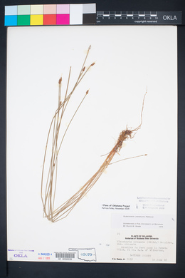 Eleocharis lanceolata image