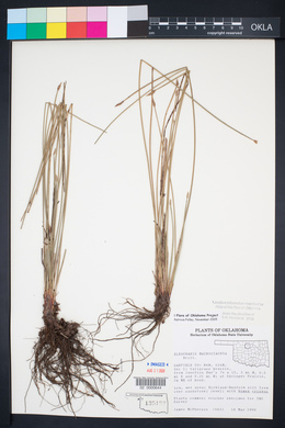 Eleocharis macrostachya image