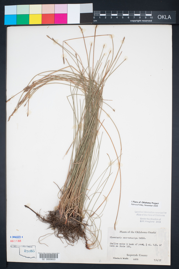 Eleocharis macrostachya image