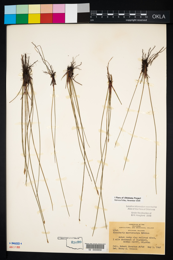 Eleocharis macrostachya image