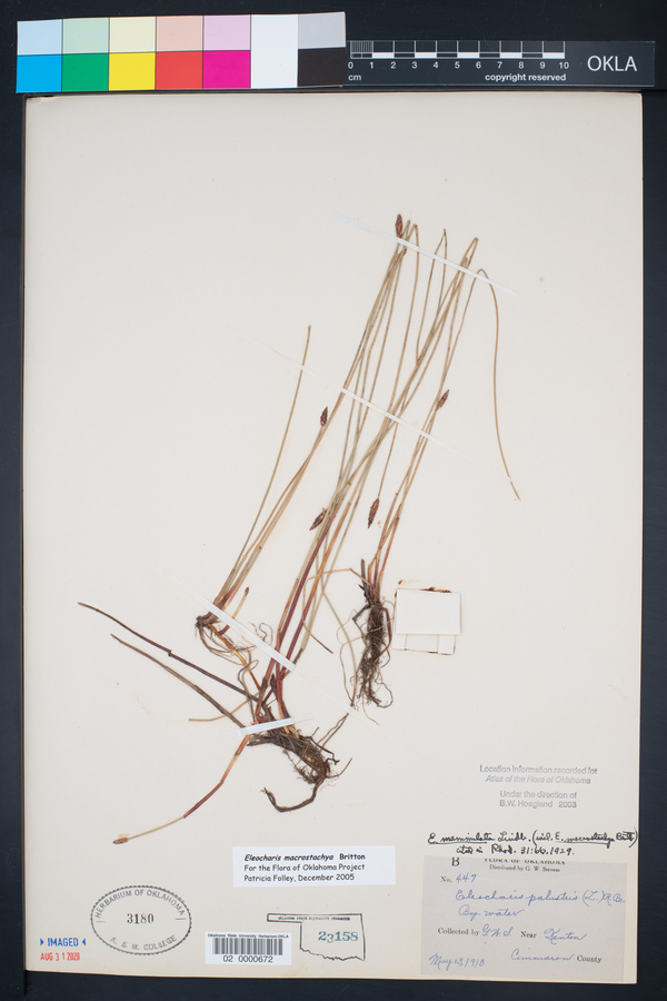 Eleocharis macrostachya image