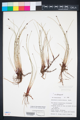 Eleocharis montevidensis image