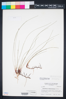 Eleocharis montevidensis image