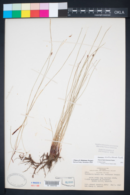 Eleocharis montevidensis image