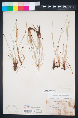 Eleocharis montevidensis image