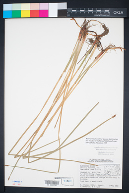 Eleocharis lanceolata image