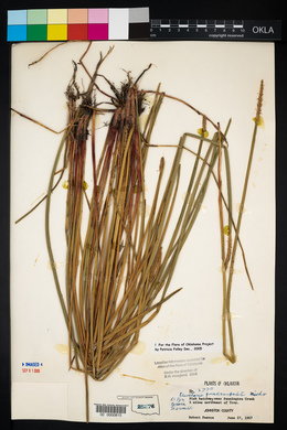 Eleocharis quadrangulata image