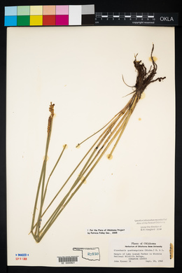 Eleocharis quadrangulata image