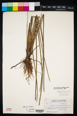 Eleocharis quadrangulata image