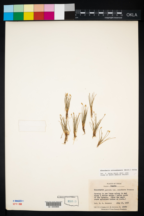 Eleocharis coloradoensis image