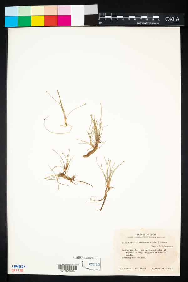 Eleocharis flavescens image