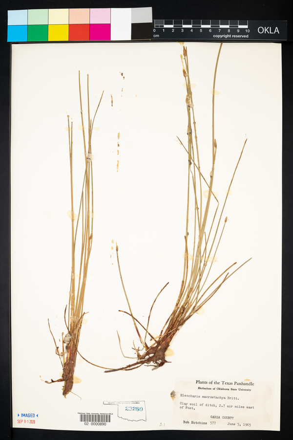 Eleocharis macrostachya image