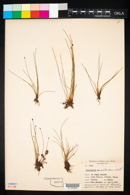 Eleocharis montevidensis image