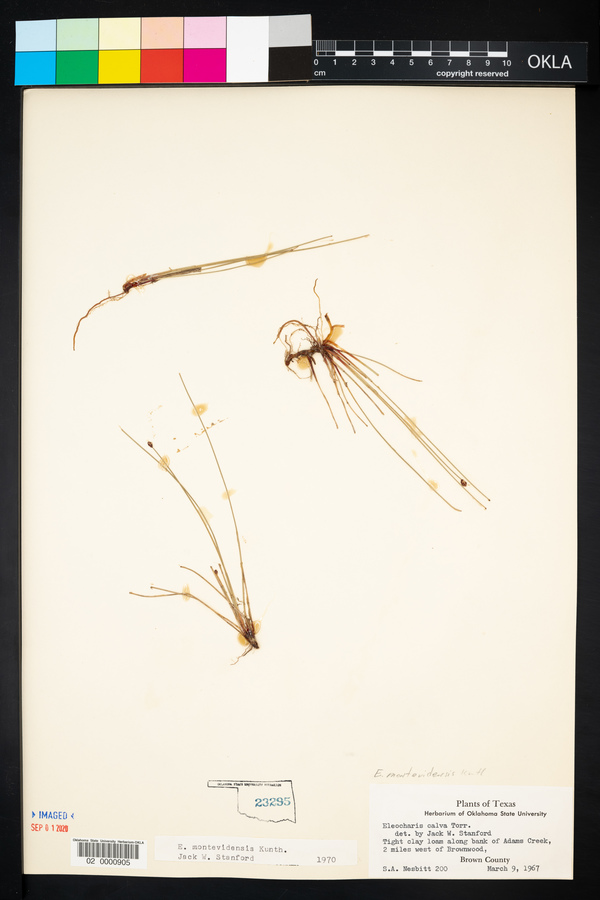 Eleocharis montevidensis image