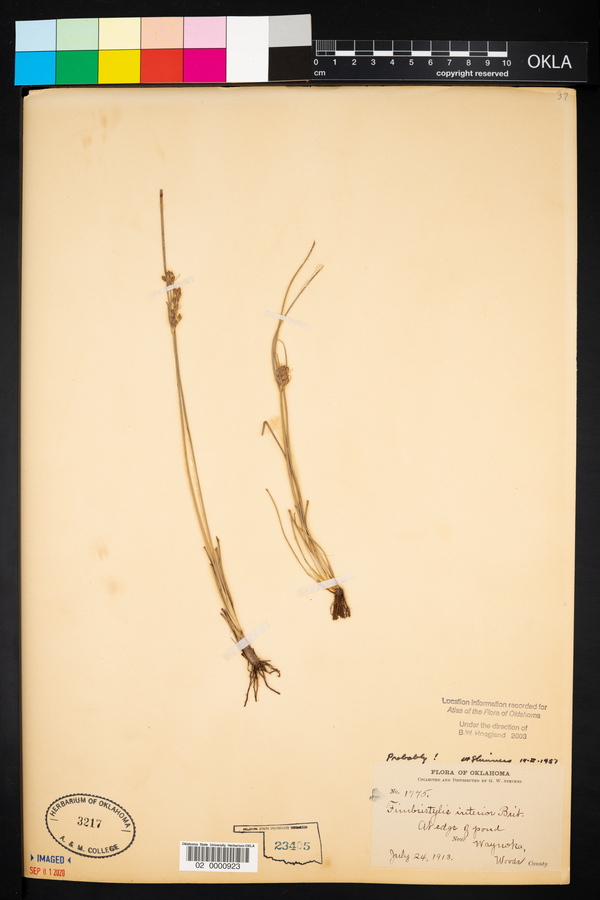Fimbristylis puberula var. interior image